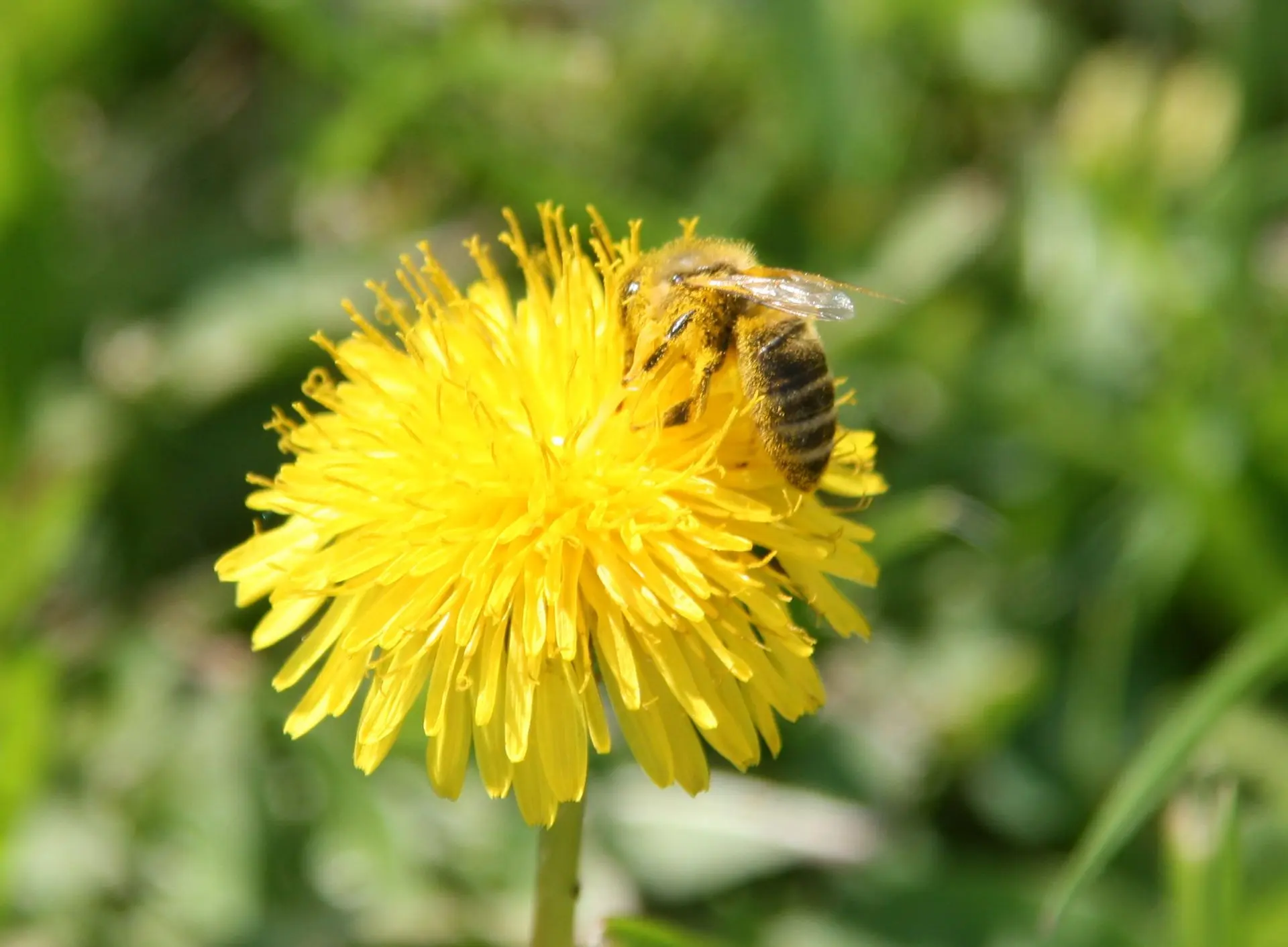 Löwenzahn Biene Bestäubung gelb Pollen