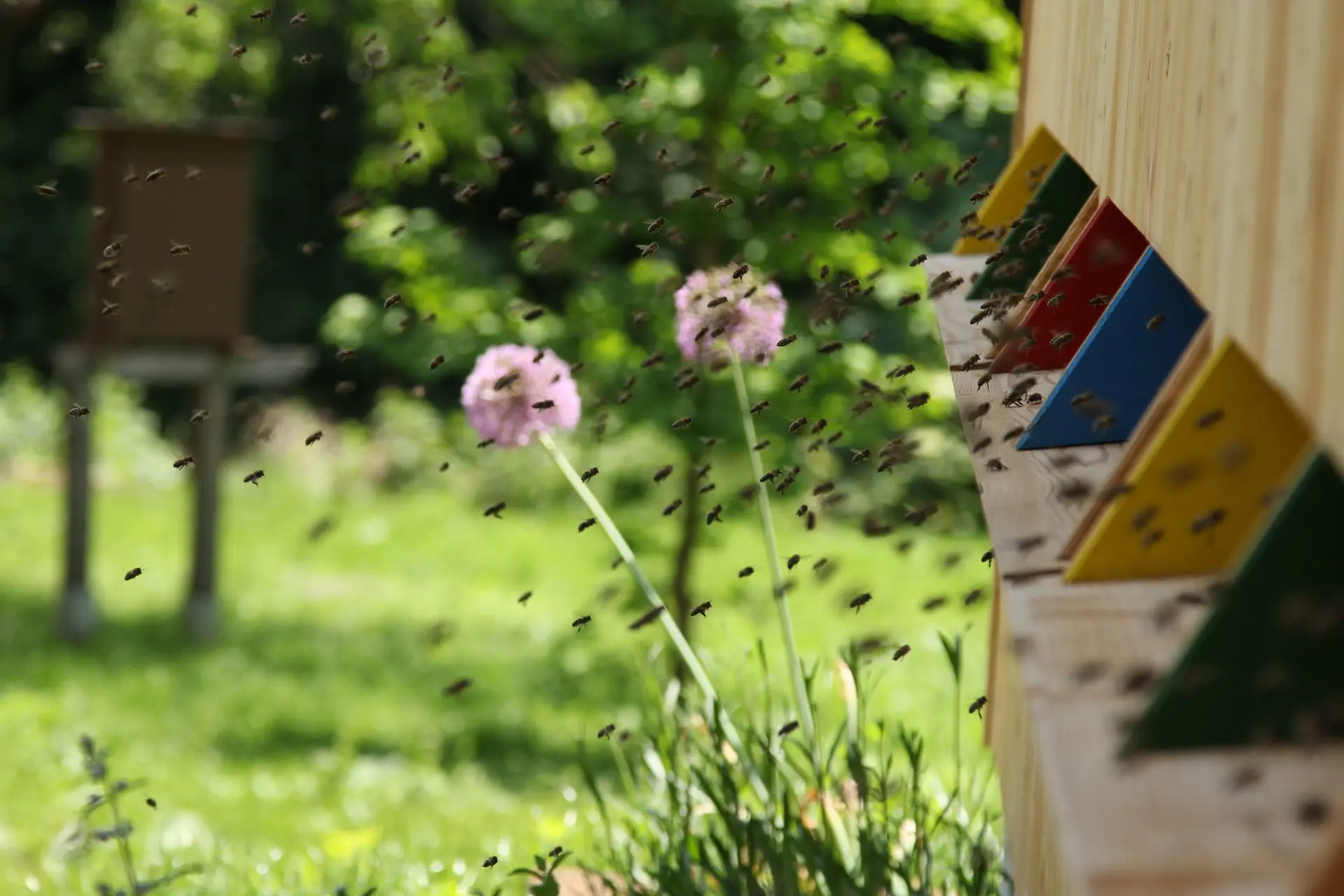 Bienenstock Bestäubung Bienenstock Arbeiterbienen