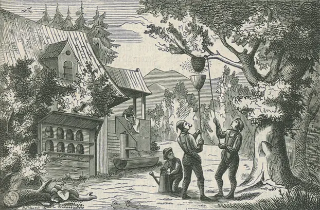 Historisch Imkerei Alt Holzstich Kupferstich